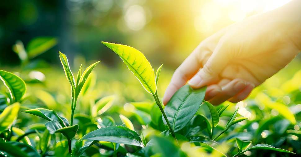 Hand picking tea leaves in the morning sunlight at green farm