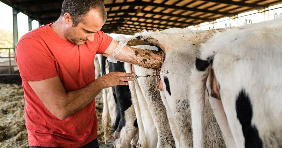 Farmer worker doing an artificial insemination procedure on a cow in a cowshed. Animal farming concept.