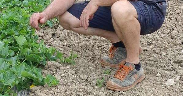 Yvan Poiret, président du syndicat interprofessionnel Melon du Quercy