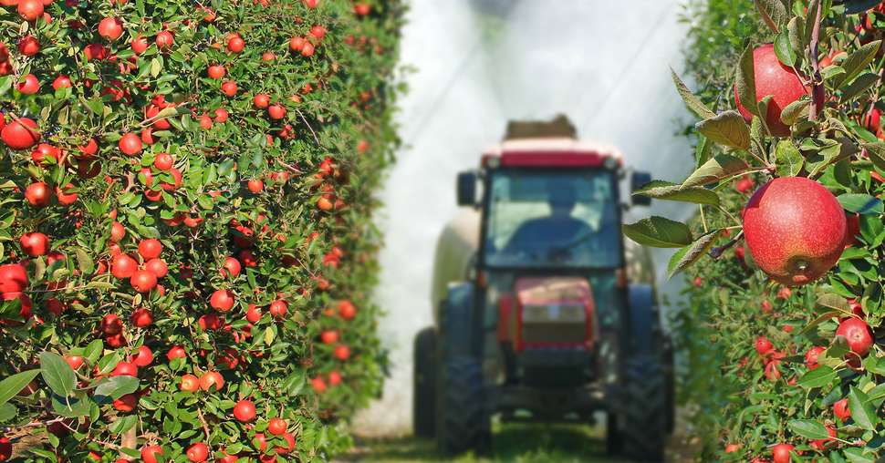 Spraying apple orchard to protect against disease and insects. A