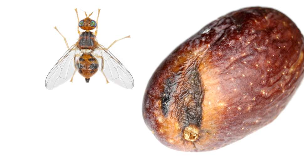 Olives damaged by Olive Fruit fly- Bactrocera oleae. One of the