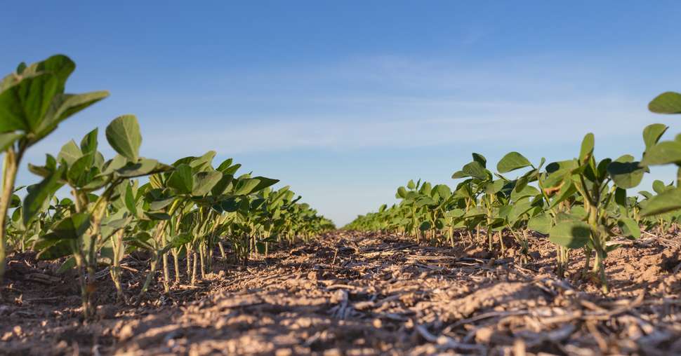 close up young soybean plantation in the field