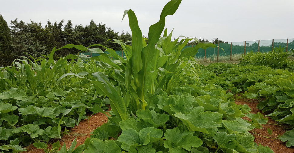 courge butternut