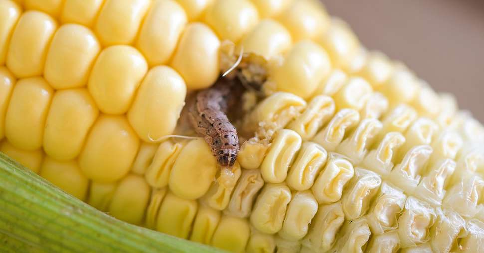 Corn worm - Caterpillar corn borer important pest of corn crop,