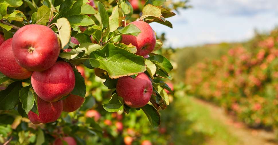 Organic apples hanging from a tree branch in an apple orchard