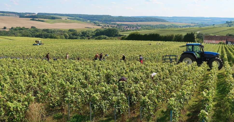 Viticulture en Champagne, paysage de vigne pendant la vendange, avec un tracteur et une Ã©quipe de vendangeurs coupant le raisin (France)