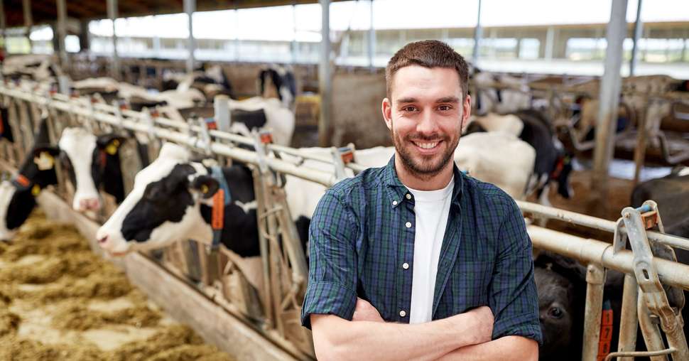 man or farmer with cows in cowshed on dairy farm