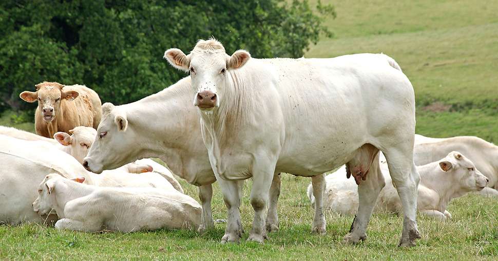Vaches et veaux charolais