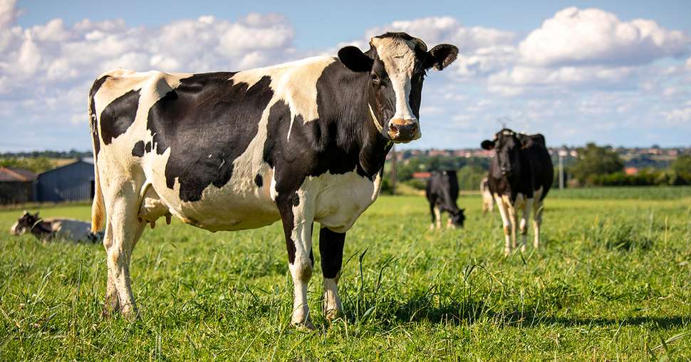 Troupeau de vache laitiÃ¨re au milieu des champs au printemps.