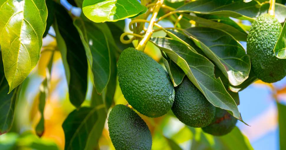 Green ripe avocados fruits hanging on avocado trees plantation