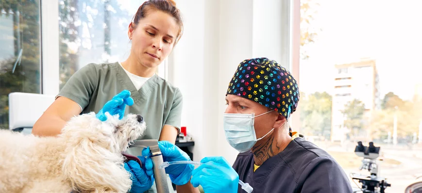 Bien choisir la sonde d’intubation trachéale : un 