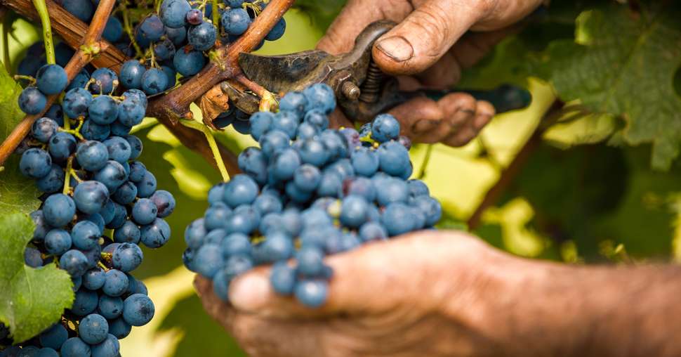 grape harvest close up