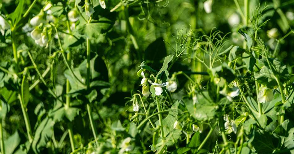 Lush Green Pea Plants in Bloom