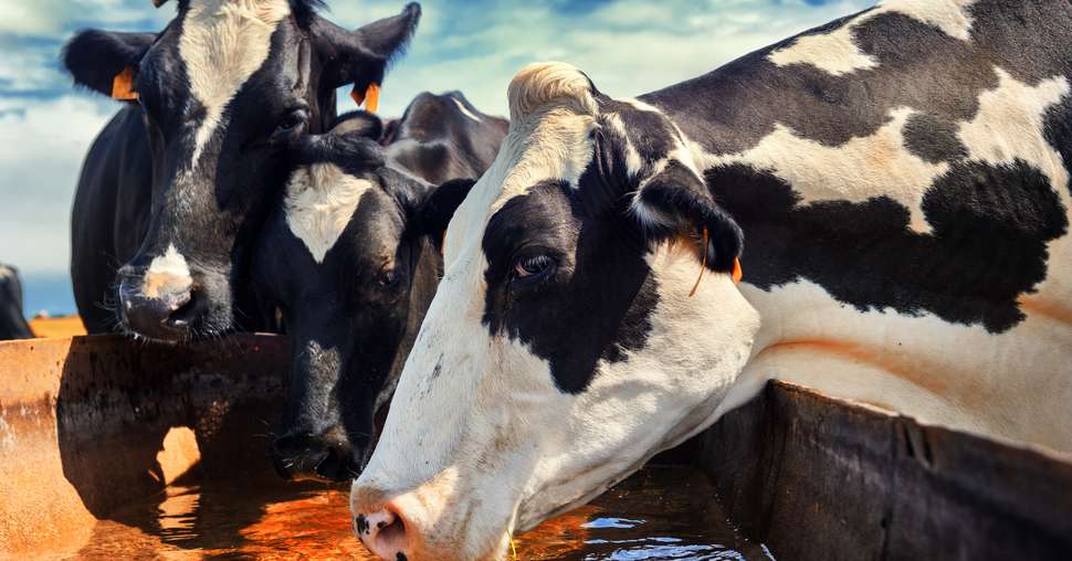 Herd of cows drinking water