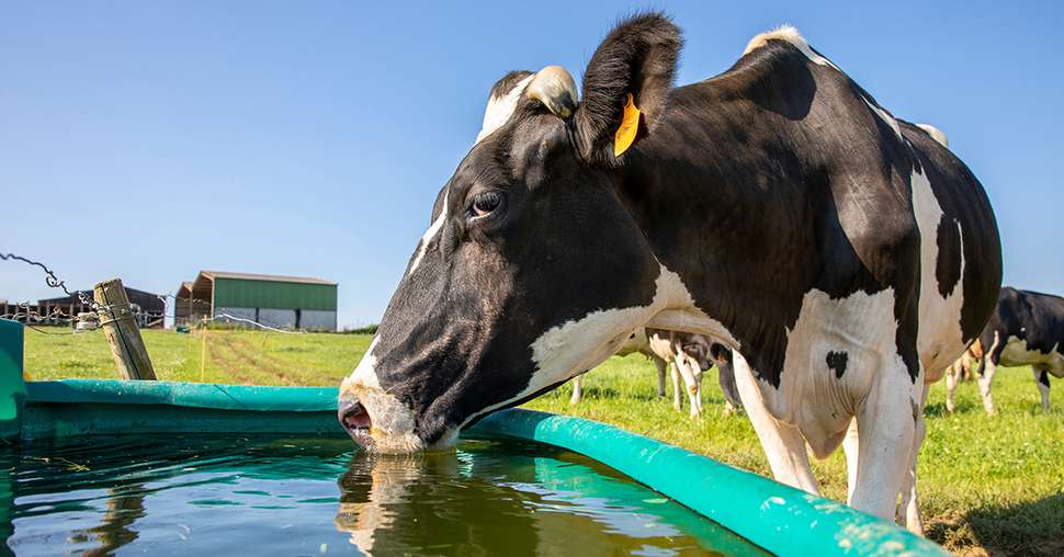 Vache laitiÃ¨re Ã  l'abreuvoir en train de boire.