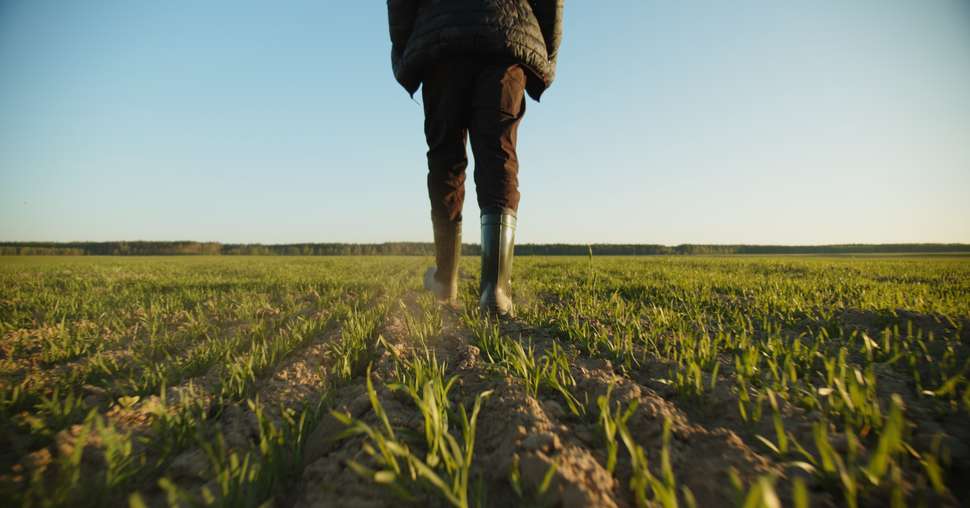 SLOW MOTION: Farmer walks through a young wheat green field. Bot