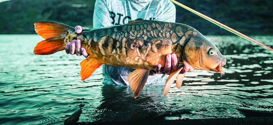 Pêche de la carpe à la mouche dans les réservoirs 