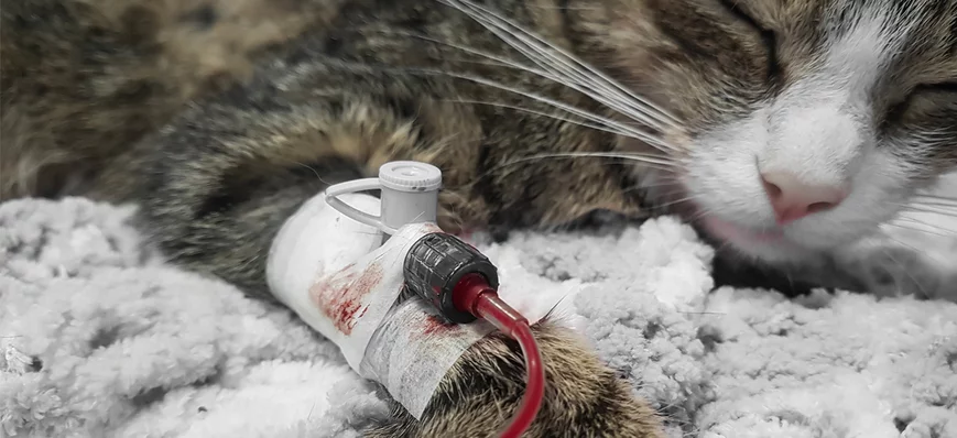 Groupes sanguins et compatibilité sanguine chez le