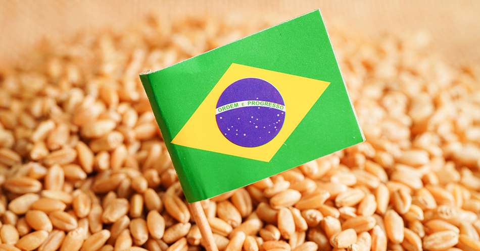 Brazil on grain wheat, trade export and economy concept.