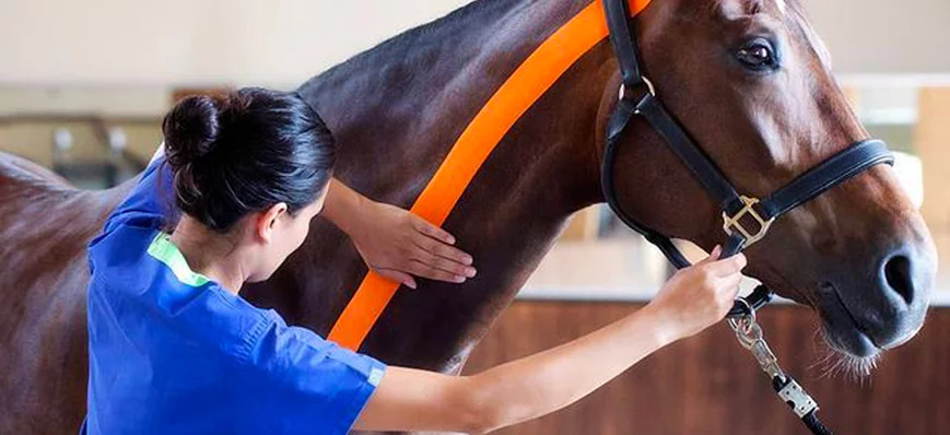 K-taping chez le cheval : 5 bonnes raisons de s’y 