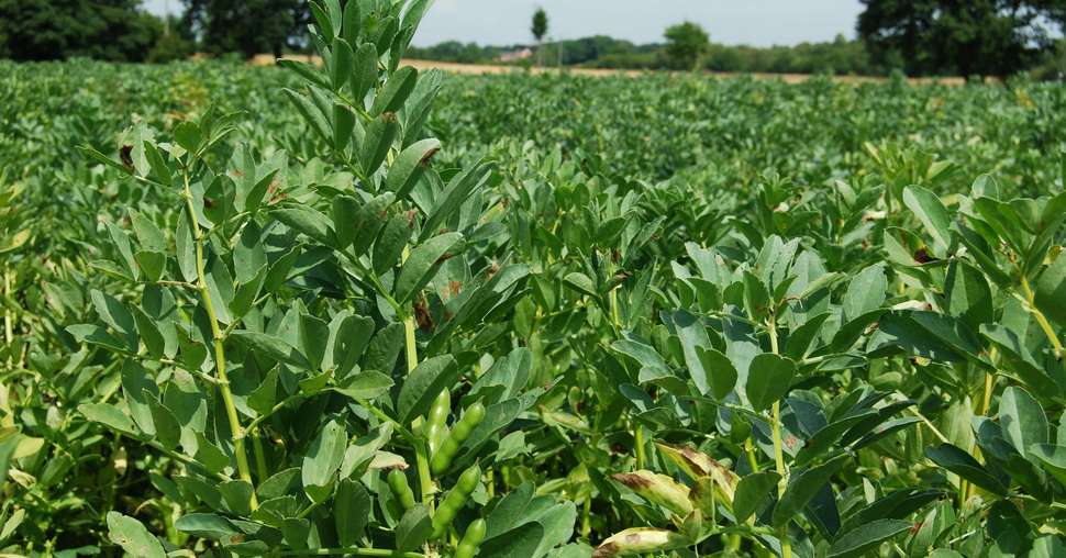 Farm field with broad bean food plant crops growing