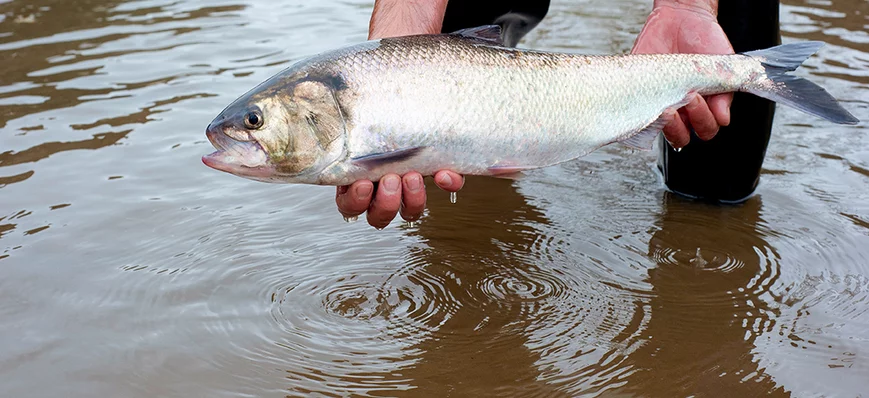 L'ADNe au service de la pêche : une technique impa