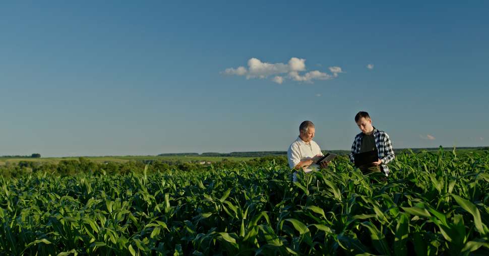 Two farmers from different generations collaborating in a cornfield, using a laptop. Concept of learning and knowledge transfer