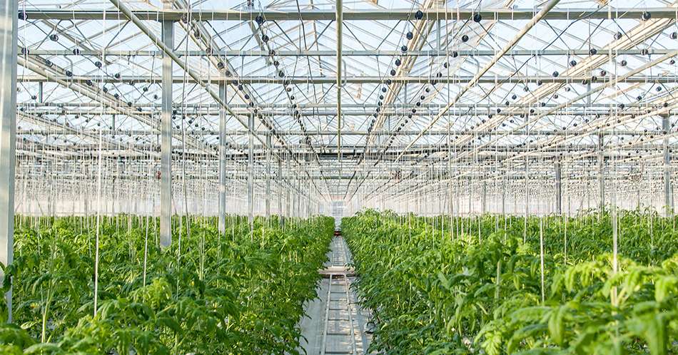 large glass industrial greenhouse for growing tomatoes