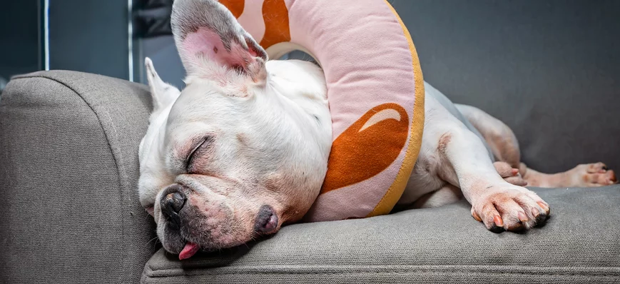 Dermatite atopique canine : définition et diagnost