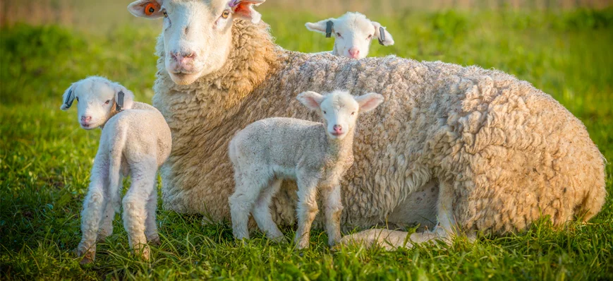 La toxémie de gestation chez la brebis et la chèvr