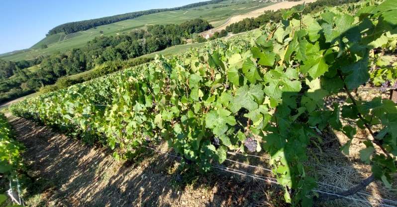 vignes champagne Rigot et fils