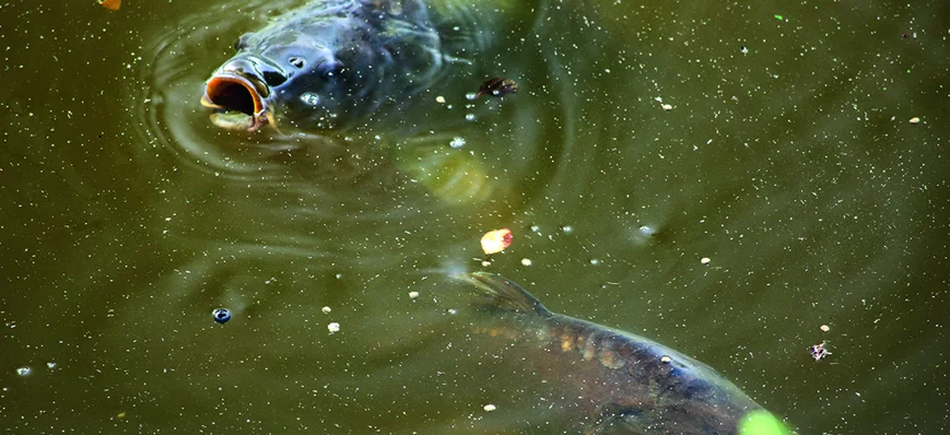 Découverte : pêche de la carpe au pain en surface