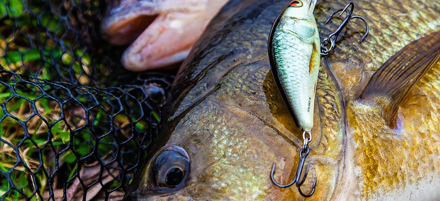 Pêche des perches au crankbait en automne