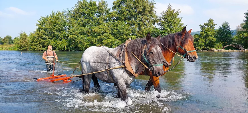 Des chevaux pour nettoyer les frayères des truites