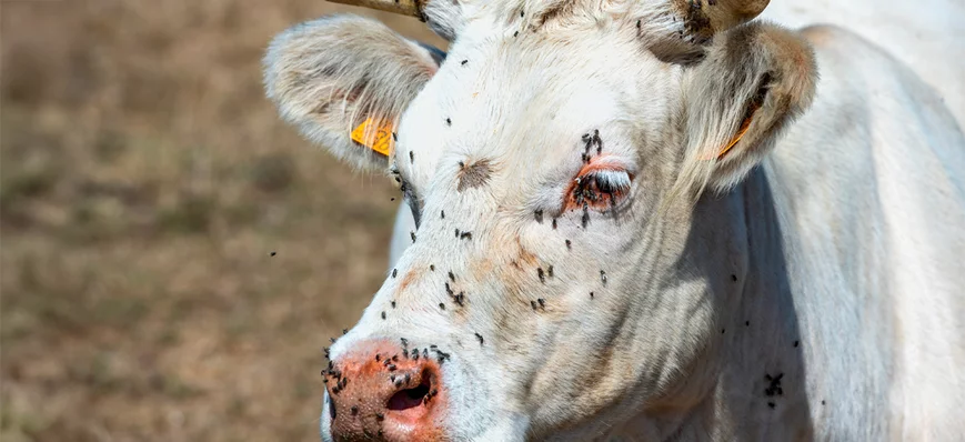 Kérato-conjonctivite infectieuse bovine (ou KCIB),