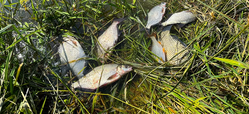 Comment les pêcheurs peuvent réagir face à la poll