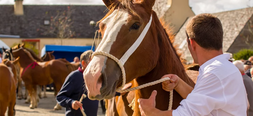 Du nouveau concernant l’exclusion d’un cheval de l