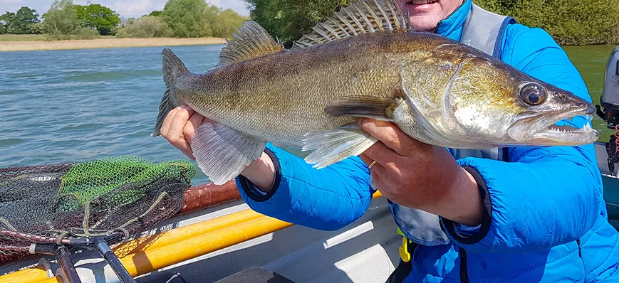 Sandre : des astuces pour la pêche en verticale