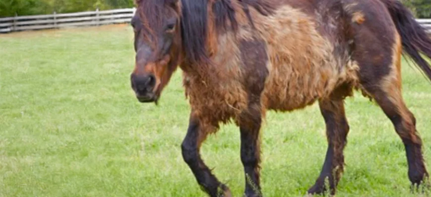 La maladie de Cushing chez le cheval en 5 minutes 