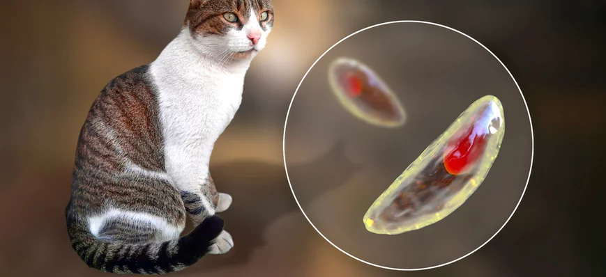 Focus sur la toxoplasmose