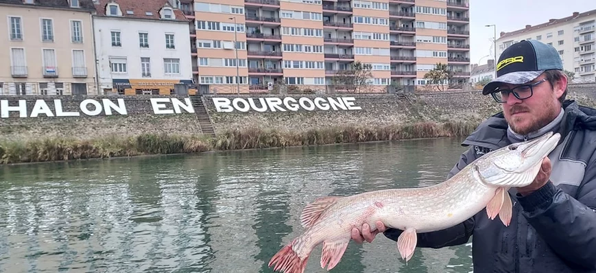 Lâcher de gros brochets en centre ville de Chalon-