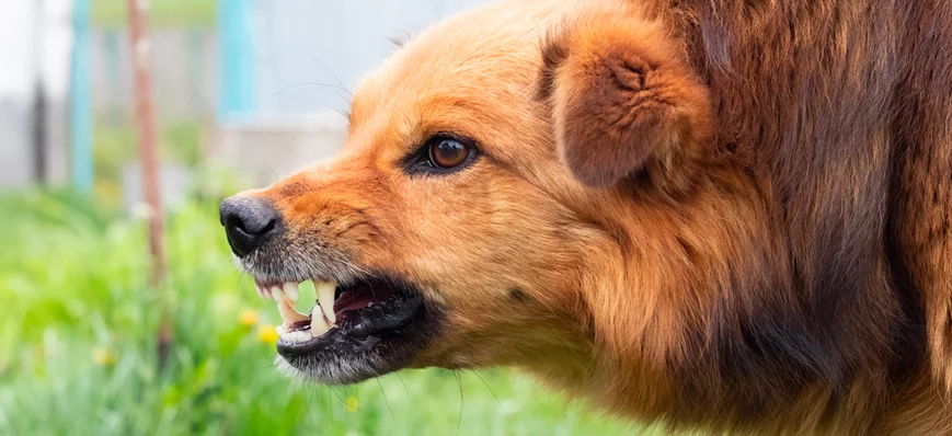 Suivi d'un chien mordeur : ne pas griller les étap