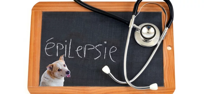 Prise en charge initiale de l'épilepsie chez le ch