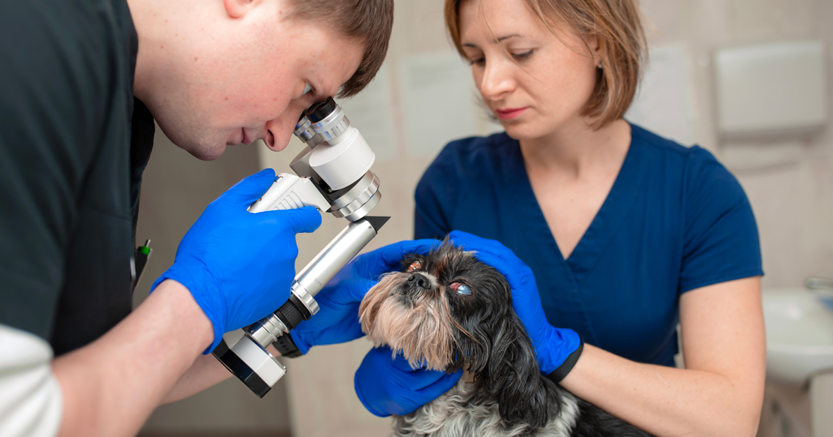 Cataracte chez le chien : quand parler d’intervent...