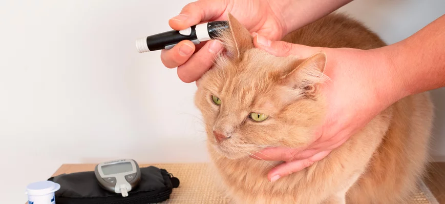 La glycémie en médecine vétérinaire : un dosage in
