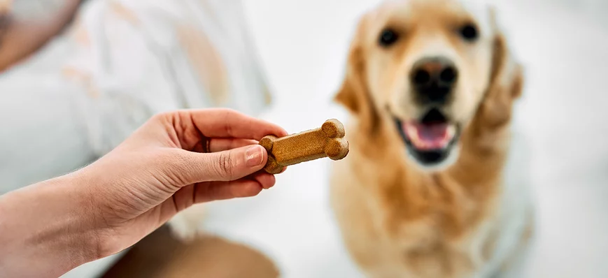 Positive attitude : et si l’éducation animale s’y 