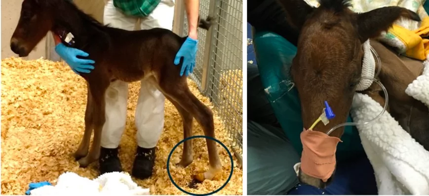 Dysmaturité et prématurité du poulain, les reconna