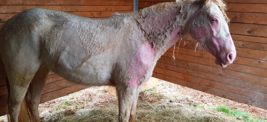 Photosensibilisation chez le cheval : quand le sol