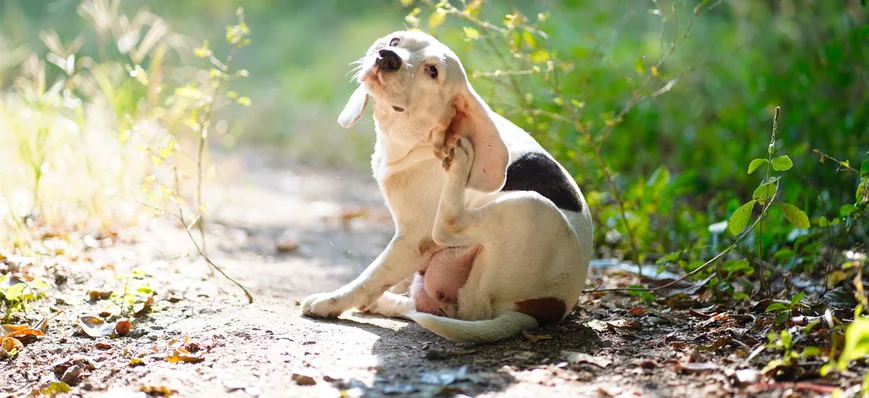 Dermatite atopique canine : les grandes lignes de