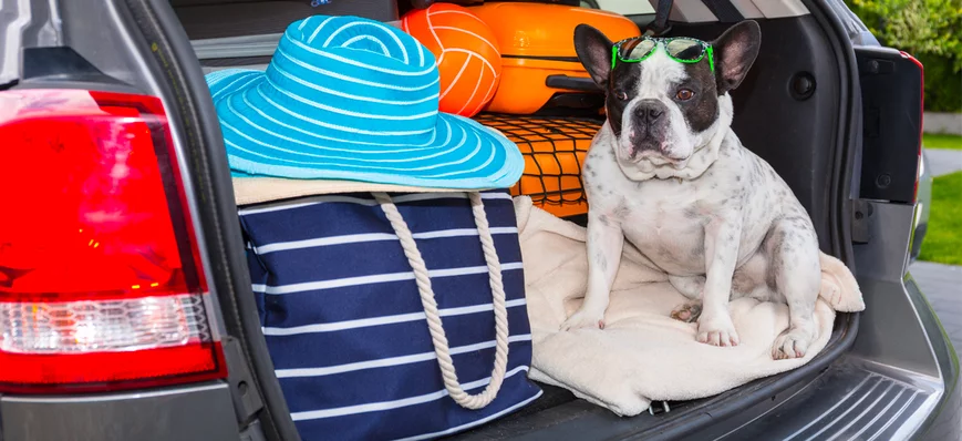 Voyager avec un chien – quels conseils donner quan